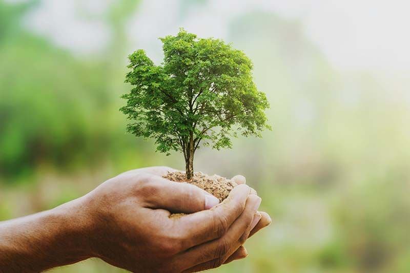 Hand hält kleinen Baum als Symbol für nachhaltige und recycelbare Kartonagen